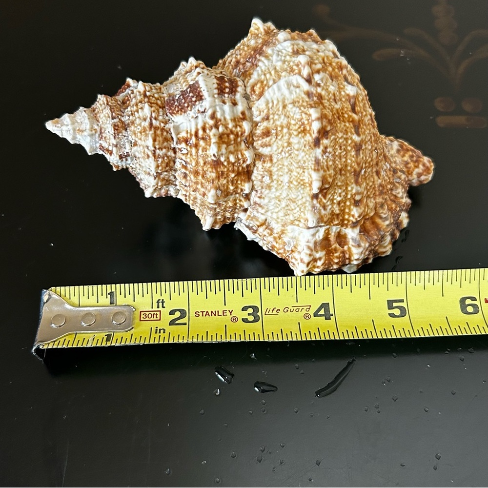 Frog Shell - Picture 8 of 8